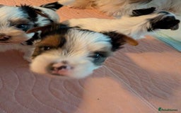 Biewer Terrier dogs for sale: Biewer - Image 11
