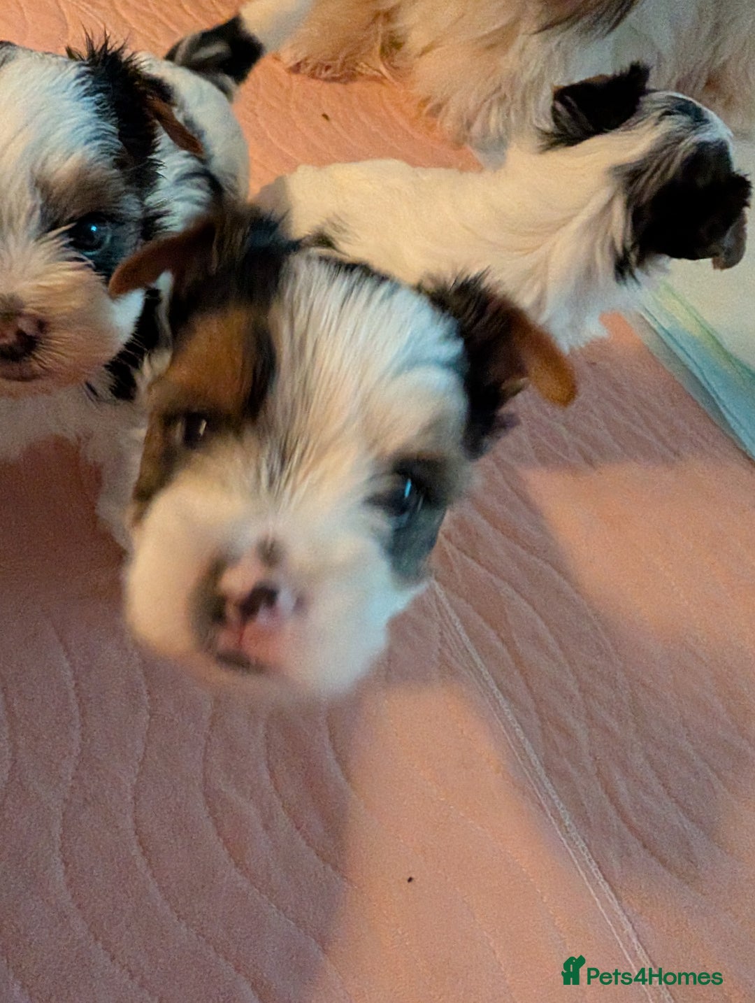 Biewer Terrier dogs for sale: Biewer - Image 11