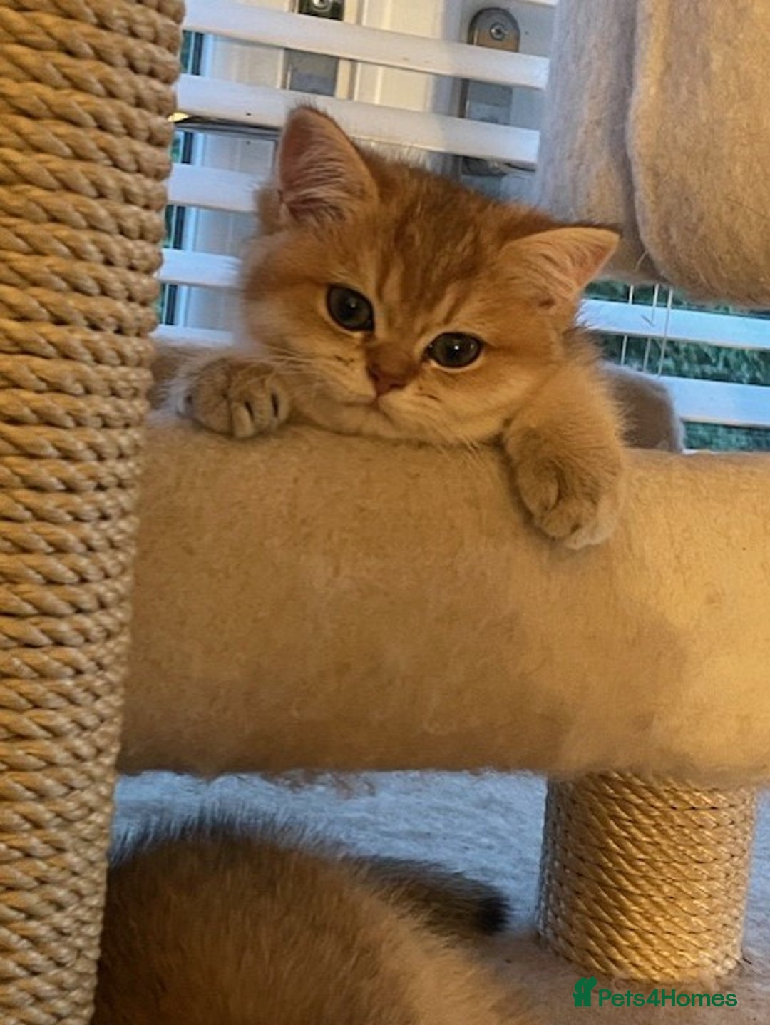 British Shorthair cats for sale: beautiful golden bsh kittens - Image 2