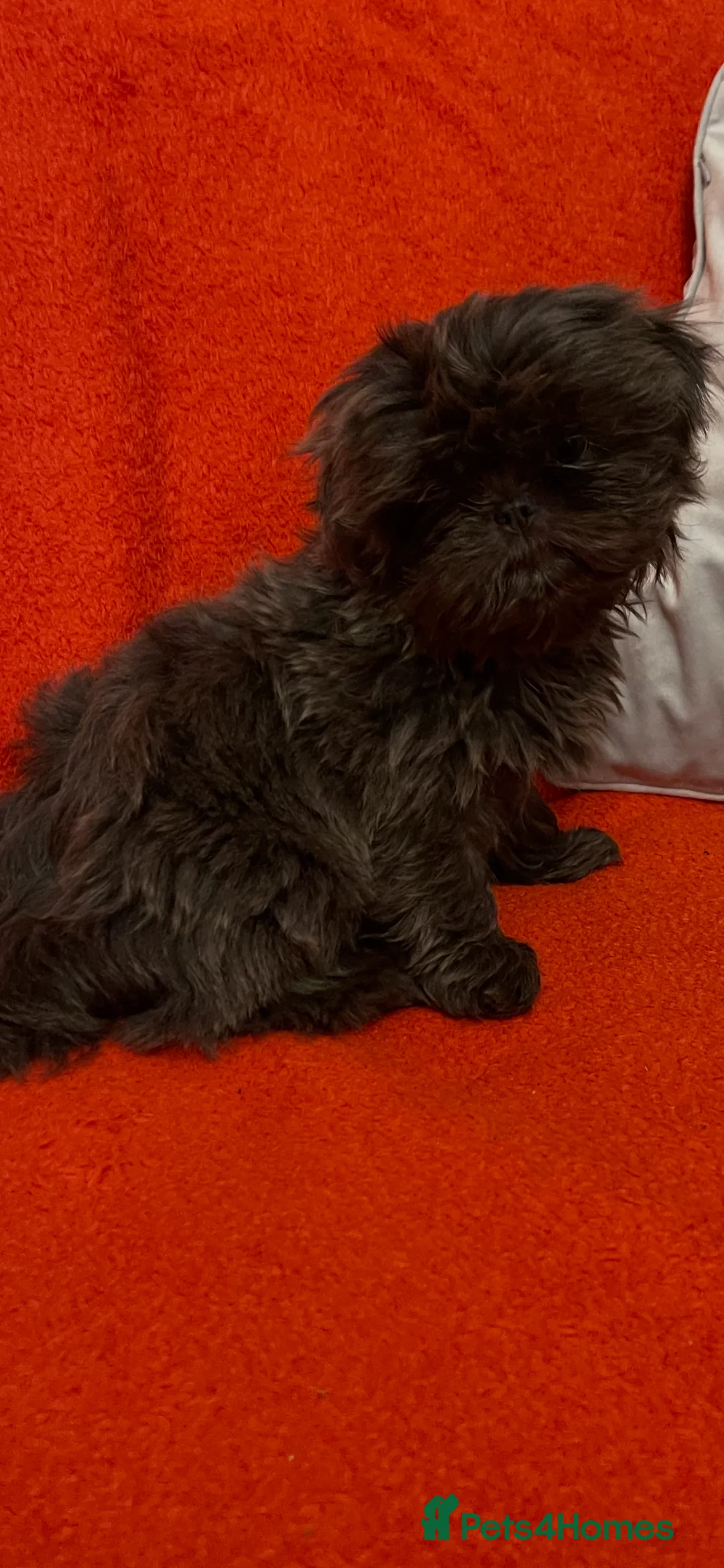 Shih Tzu dogs for sale:  imperial shihtzu dobie carriers karishishi only 2 - Advert 2