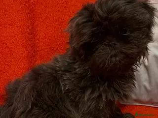 Shih Tzu dogs imperial shihtzu dobie carriers karishishi only 2 - Advert 1