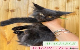 Maine Coon cats for sale: READY NOW - 5 GENERATION PEDIGREE MAINE COONS - Image 2