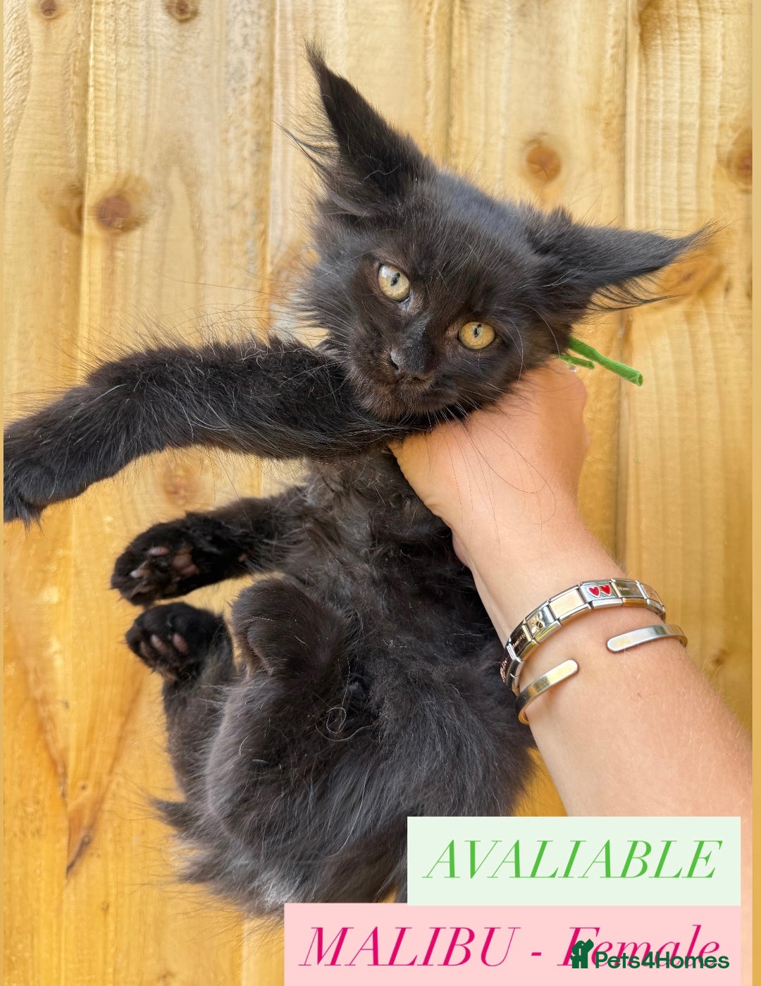 Maine Coon cats for sale: READY NOW - 5 GENERATION PEDIGREE MAINE COONS - Image 2