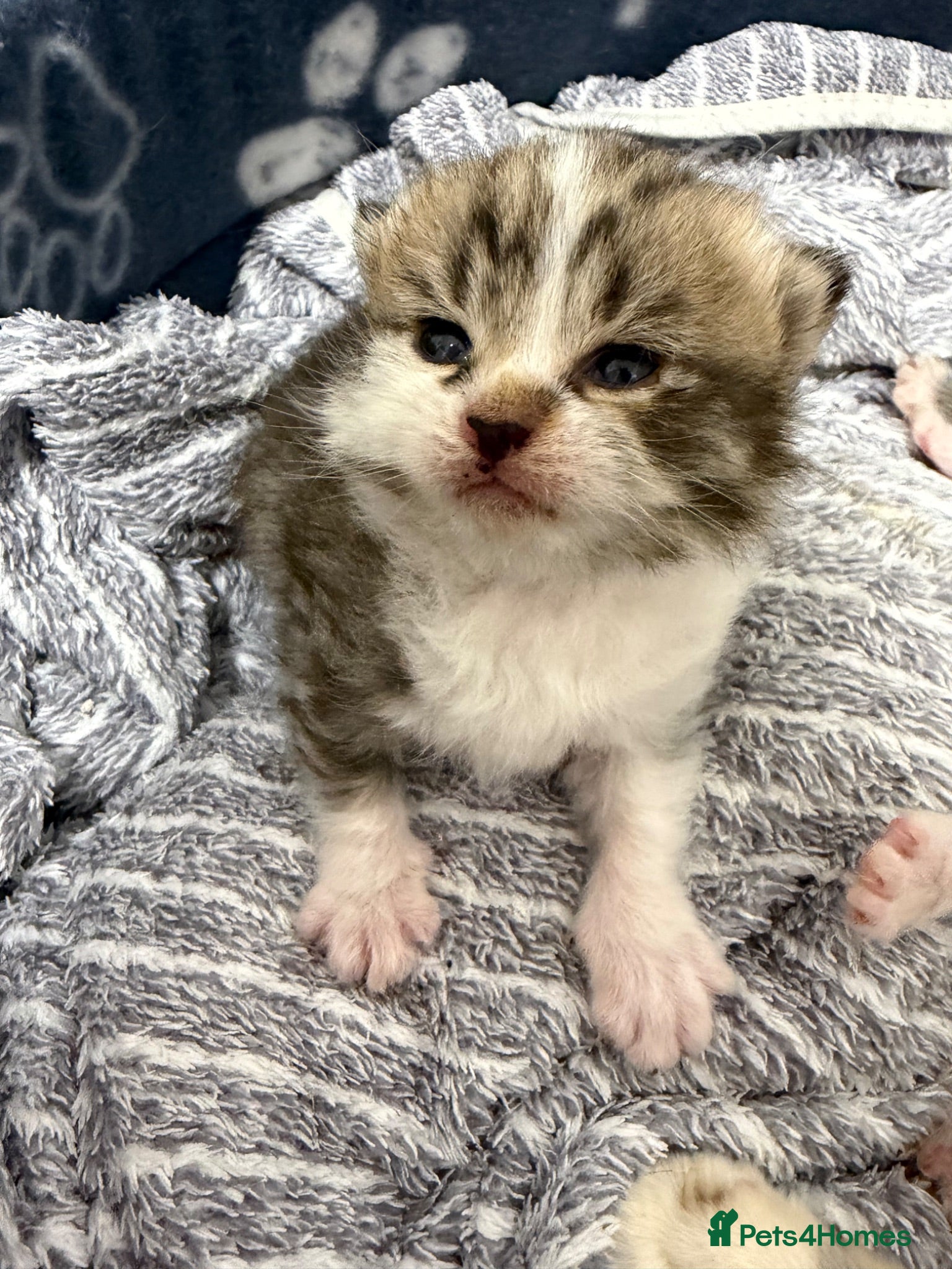 Mixed Breed cats Beautiful Bengal Cross Maine Coon Babies  - Advert 2