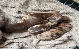 Miniature Dachshund dogs for sale: KC Registered Miniature Dachshunds (PRA Clear) - Image 1