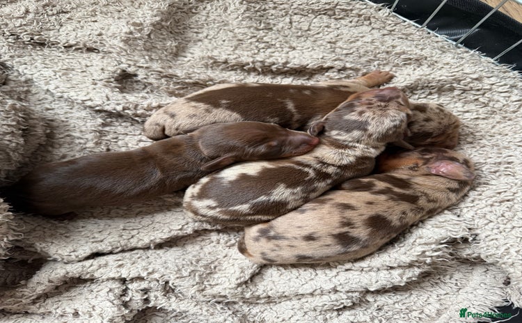 Miniature Dachshund dogs - Advert 7