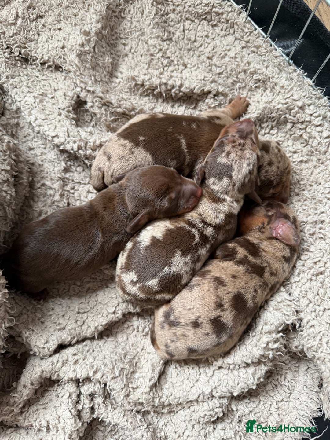 Miniature Dachshund dogs for sale: KC Registered Miniature Dachshunds (PRA Clear) - Image 1