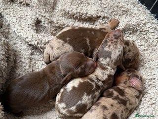 Miniature Dachshund dogs - Advert 6