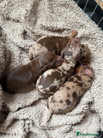 Miniature Dachshund dogs - Advert 12