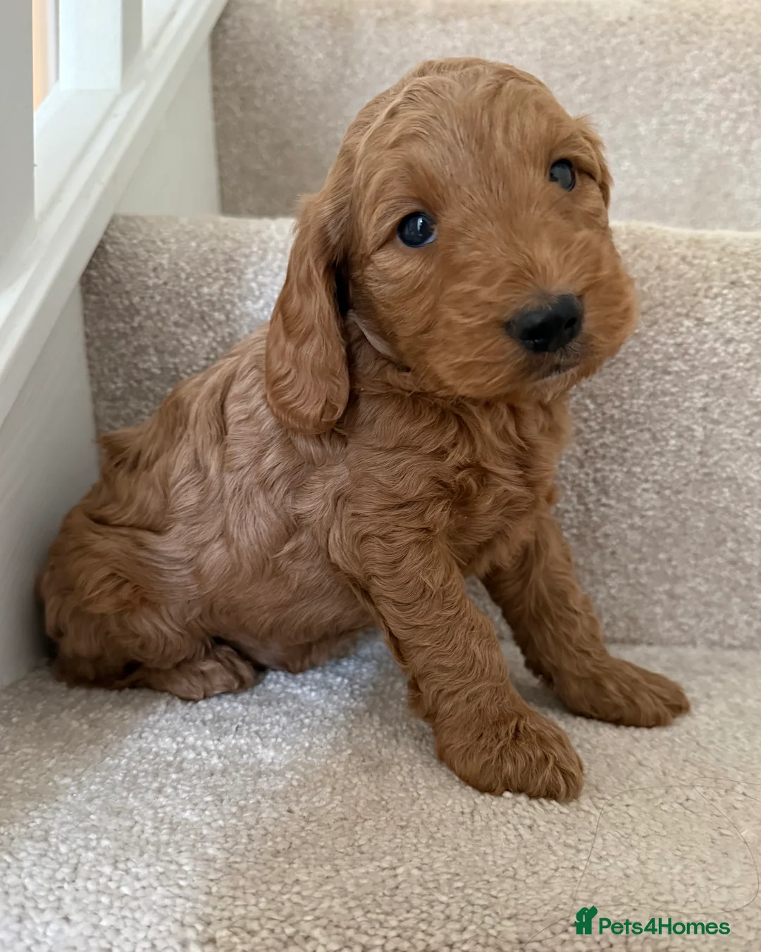 Cockapoo dogs for sale: READY TO GO! LAST BOY F1 Cockapoo puppies - Advert 3