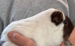 Guinea Pig rodents for sale:  Lovely boy guinea pig loving for loving home  - Image 3
