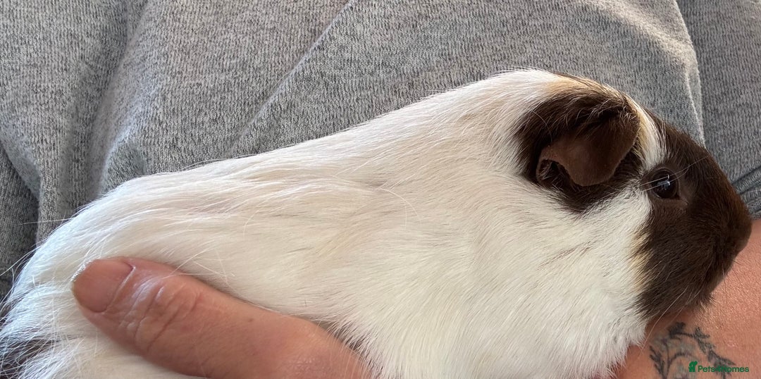 Guinea Pig rodents for sale:  Lovely boy guinea pig loving for loving home  - Image 3