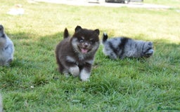 Pomsky dogs for sale: Merle Genuine Toy Size  Pomsky Puppies - Image 4