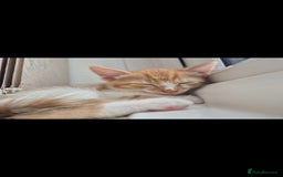 Mixed Breed cats for sale: Half bengal kitten 4 sale  - Image 1