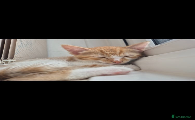 Mixed Breed cats - Advert 16