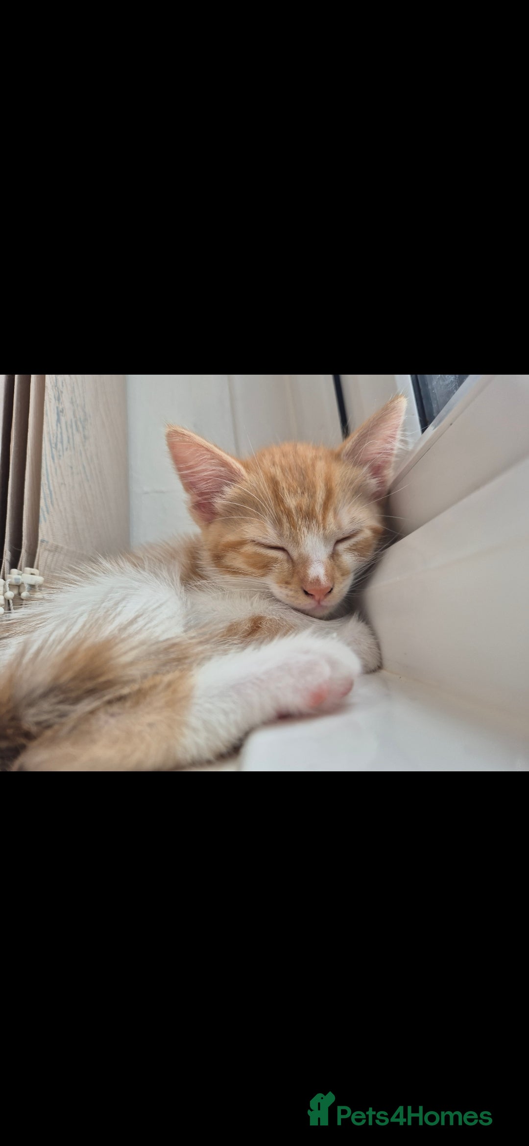 Mixed Breed cats for sale: Half bengal kitten 4 sale  - Image 1