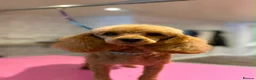 Cavapoo dogs for sale: Stunning Red Cavapoo Puppies Ready Now - Advert 12