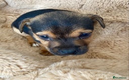 Jack Russell dogs for sale: Bob tail jacks  - Image 13