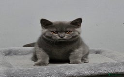 British Shorthair cats for sale: GCCF REG. ACTIVE BSH KITTENS SHOW LINES - Image 1