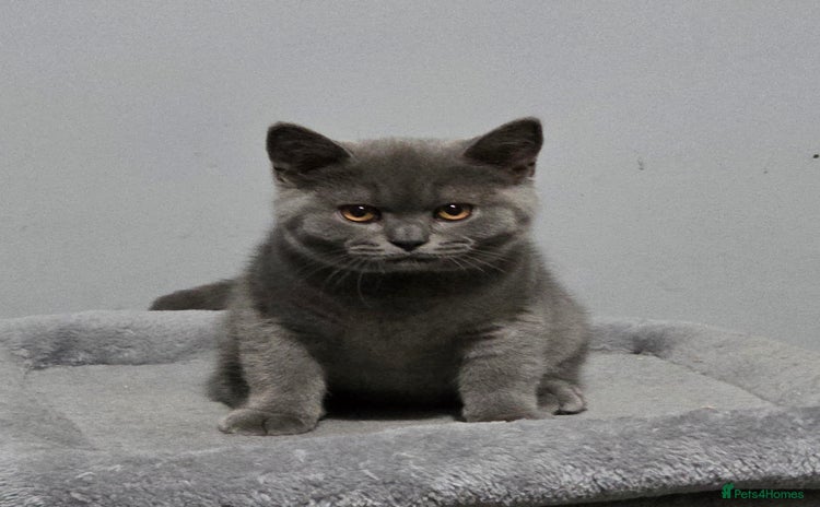 British Shorthair cats - Advert 1