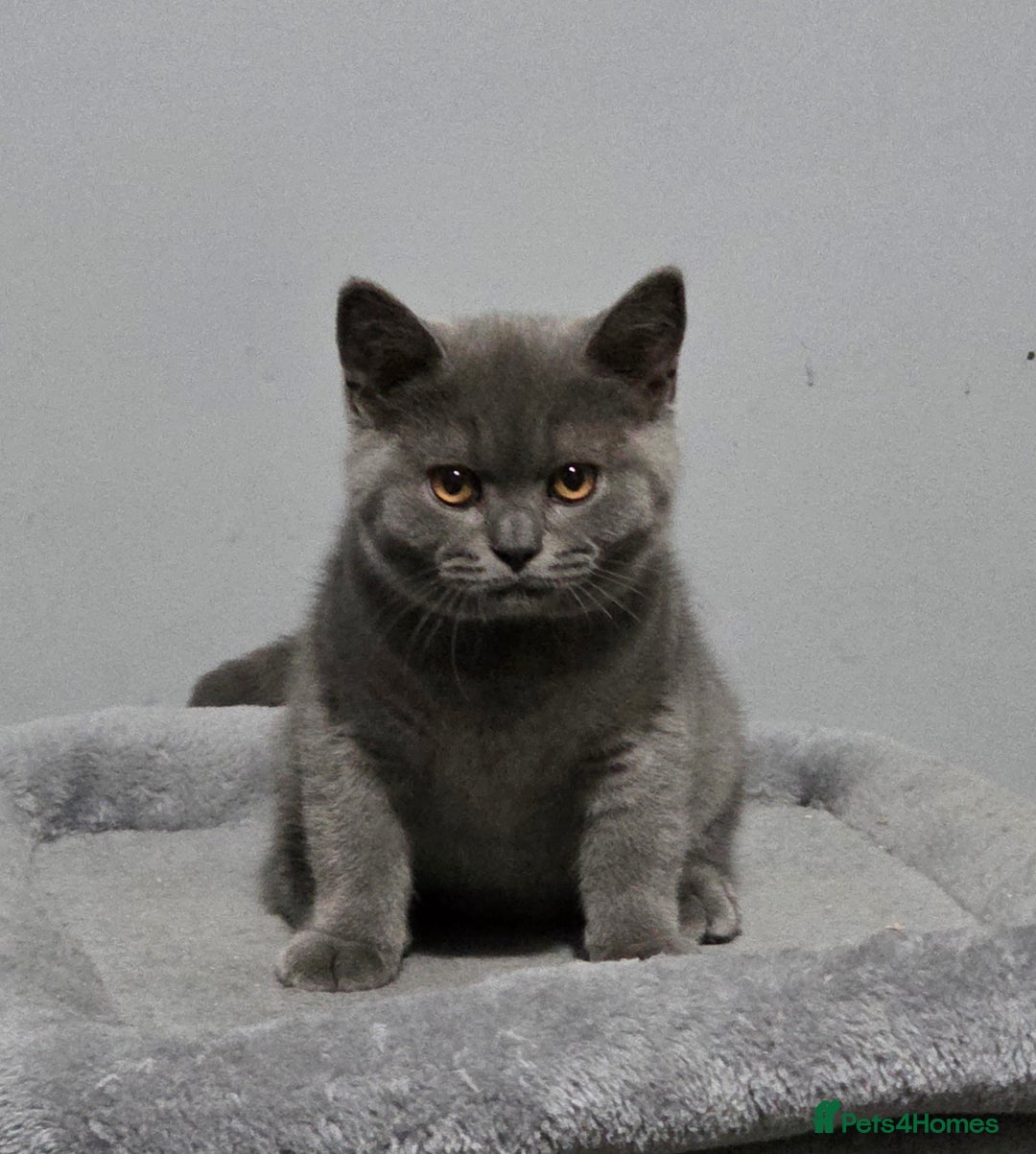 British Shorthair cats for sale: GCCF REG. ACTIVE BSH KITTENS SHOW LINES - Image 1