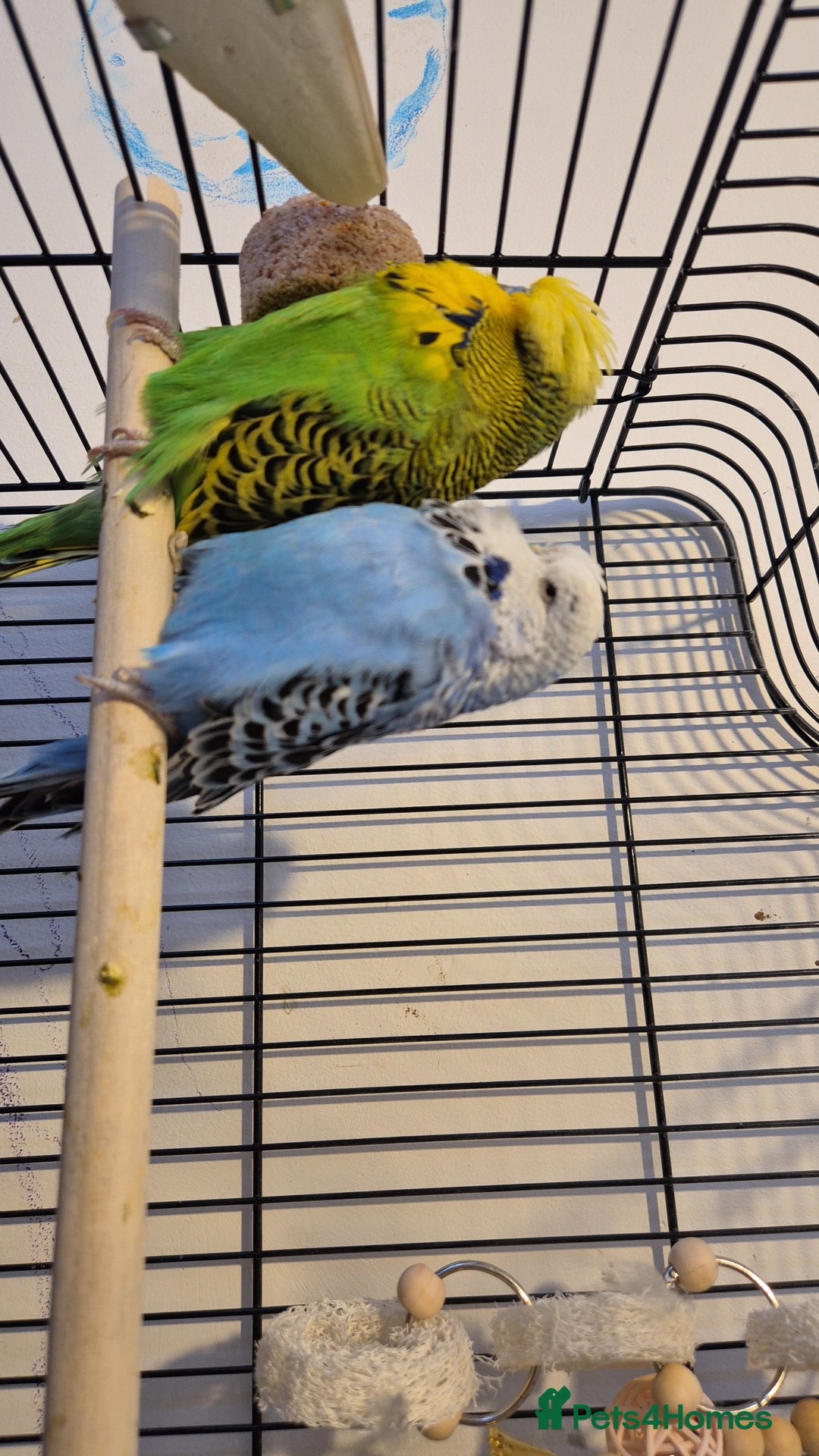 Budgerigars birds for sale: Budgies looking for a home  - Image 4