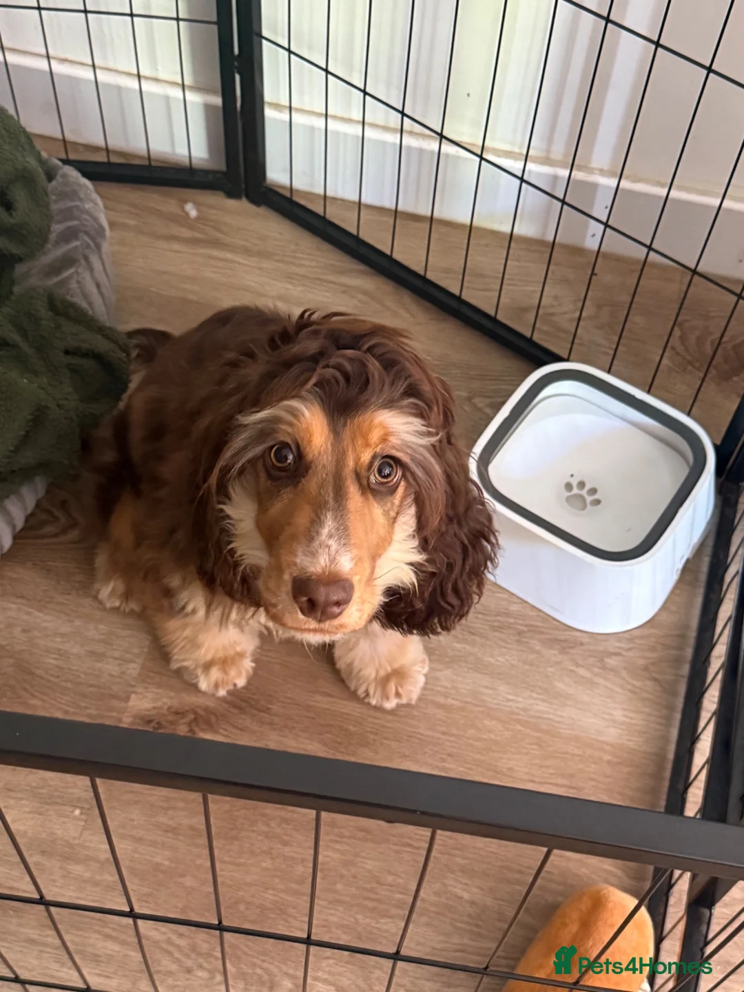 Cocker Spaniel dogs for sale: A beautiful 6 month pup looking for her new home in Northampton - Advert 3