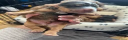 Cockapoo dogs for sale: Cockapoo Puppies by Proven Parents (last litter) - Advert 4