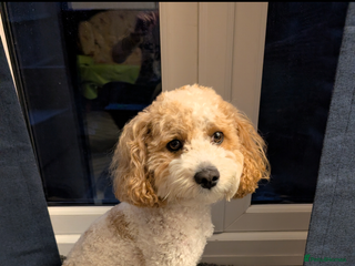 Mixed Breed dogs White/Fox Red Cavapoo - Advert 4