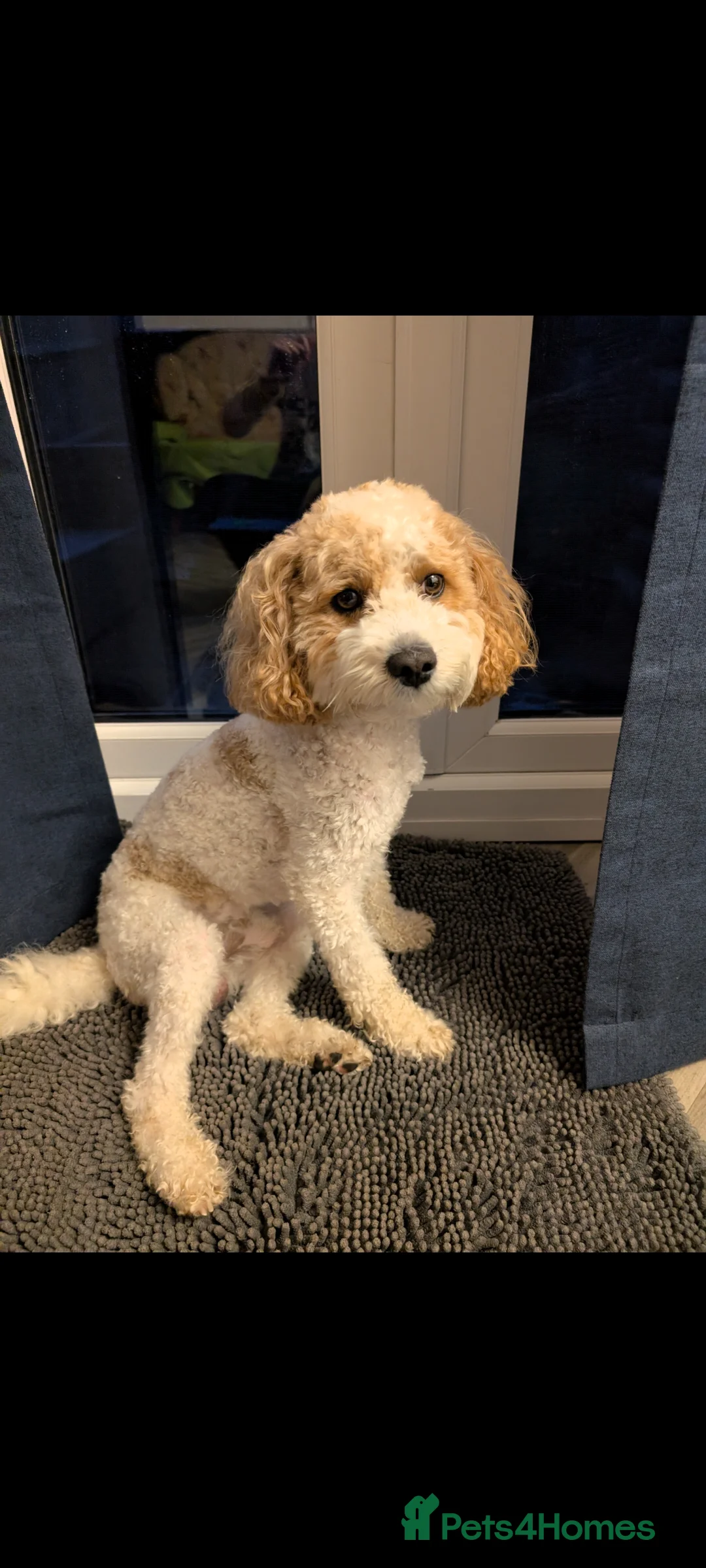 Mixed Breed dogs for stud: White/Fox Red Cavapoo - Advert 1