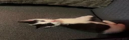 Mixed Breed cats for sale: 2 beautiful kittens  - Advert 6