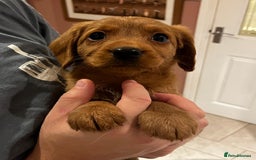 Labradoodle dogs for sale: Ready Now Miniature Fox Red Labradoodles  - Advert 16