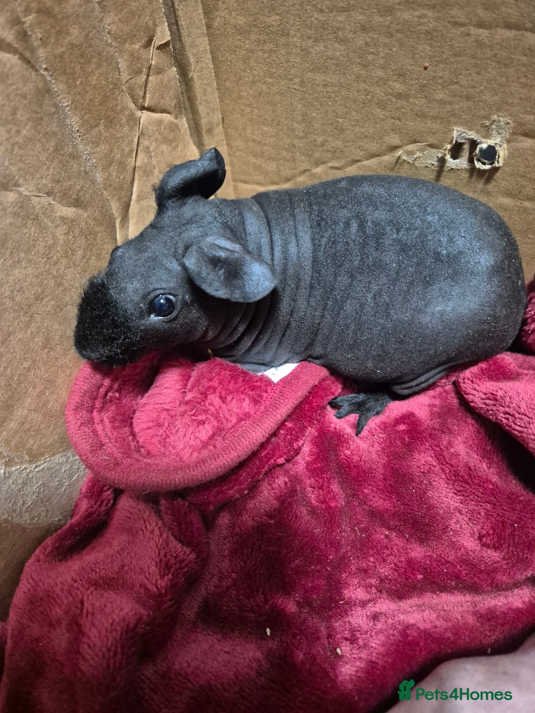 Guinea Pig rodents for sale: Baby Male Skinny Pigs For Sale  - Advert 11