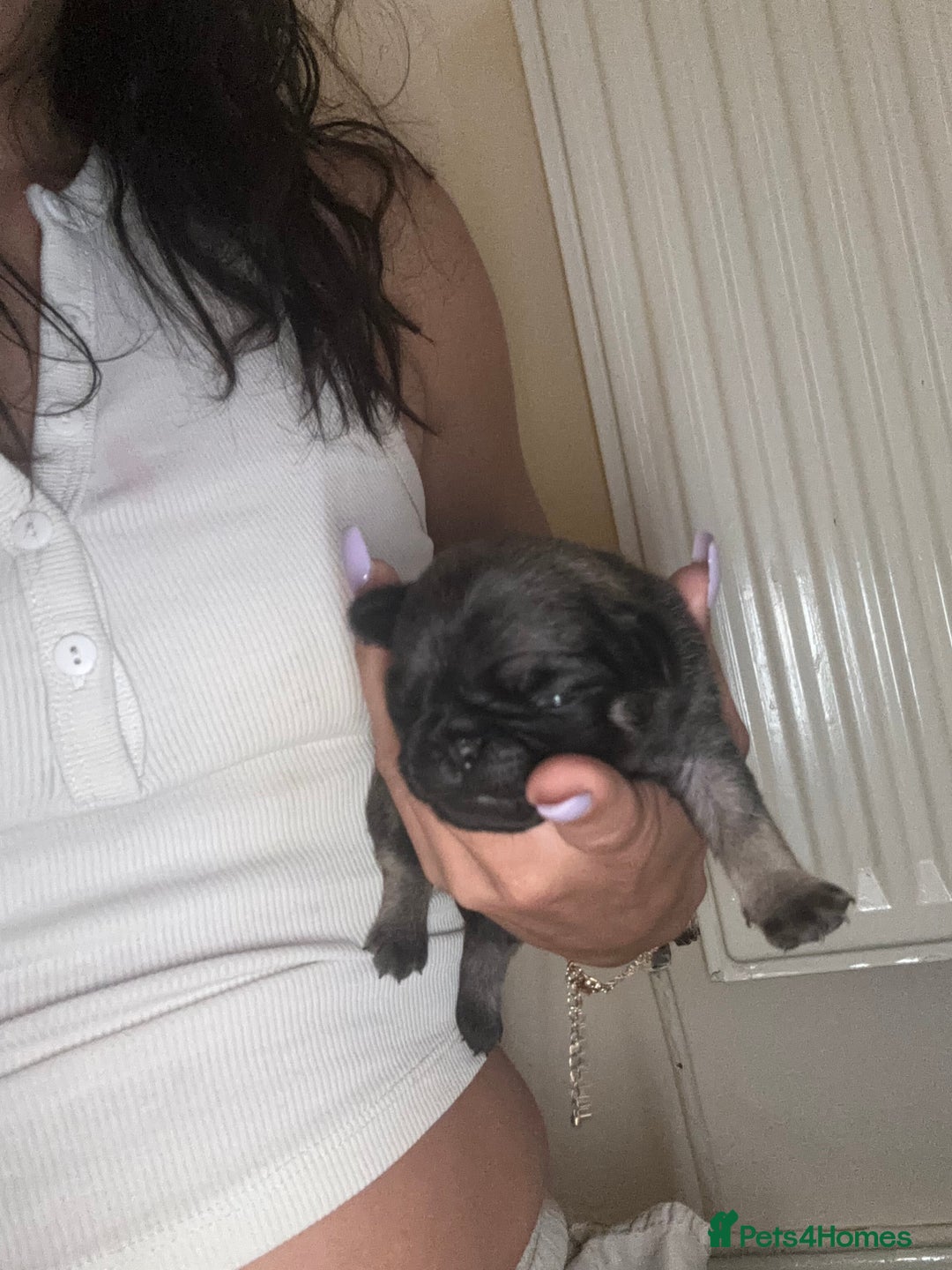 Pug dogs for sale: Beautiful kc registered Pug puppies - Image 27