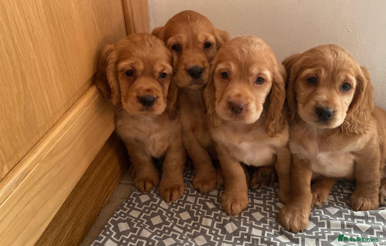 Cavapoo dogs F1 Cavapoo girls only 🦴🐾🌸🌸🌸🌸 - Advert 17