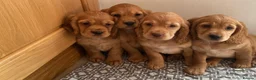 Cavapoo dogs for sale: F1 Cavapoo girls only 🦴🐾🌸🌸🌸🌸 - Advert 5