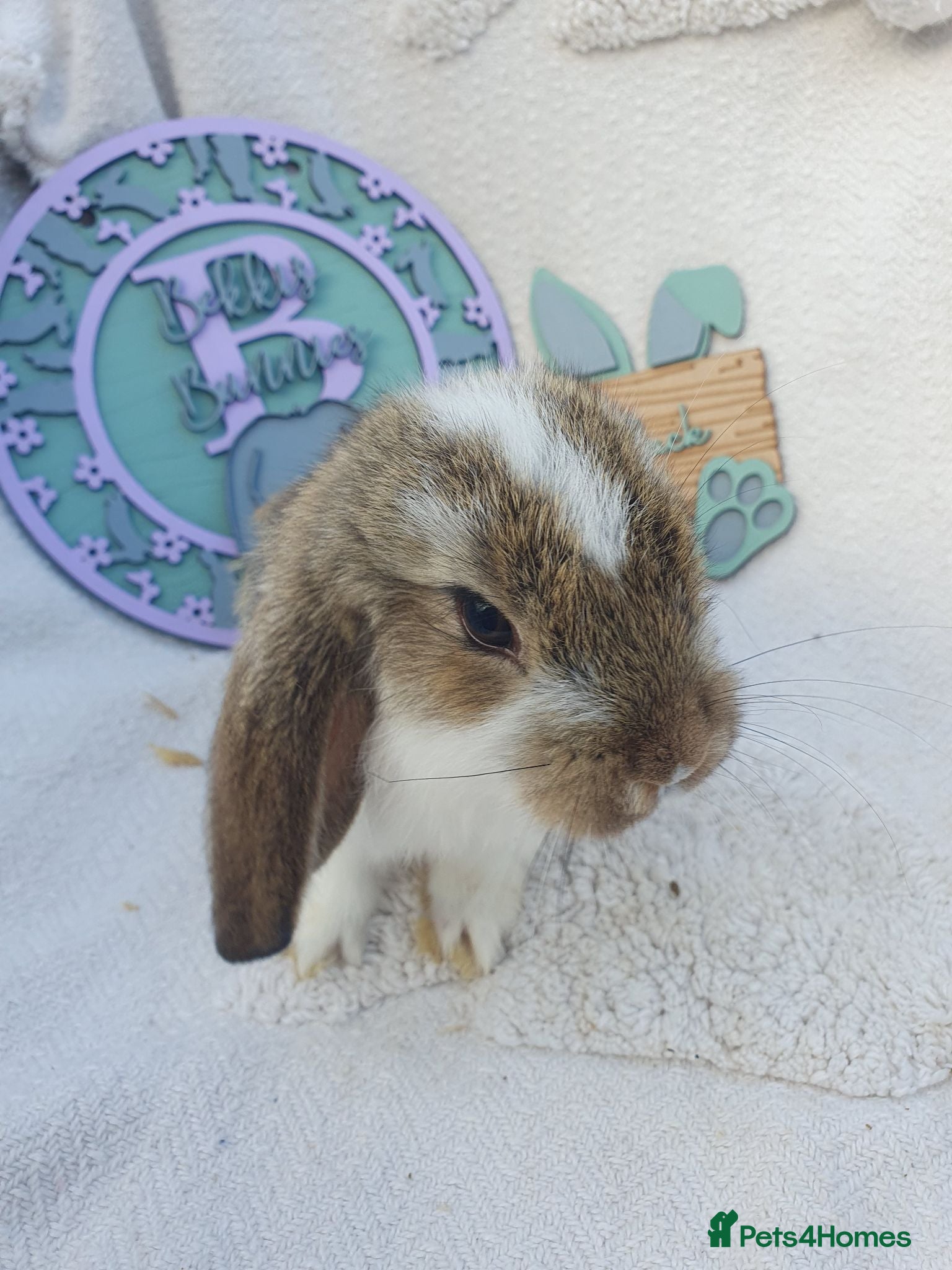 French Lop rabbits Giant French Lop Babies - Advert 2