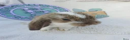 French Lop rabbits for sale: Giant French Lop Babies - Advert 4