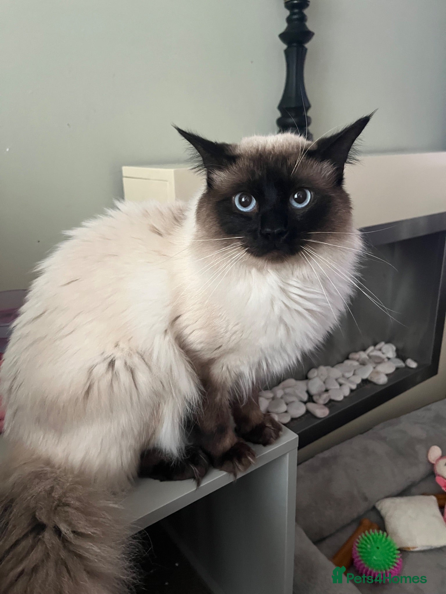 Ragdoll cats Ragdoll - Advert 1