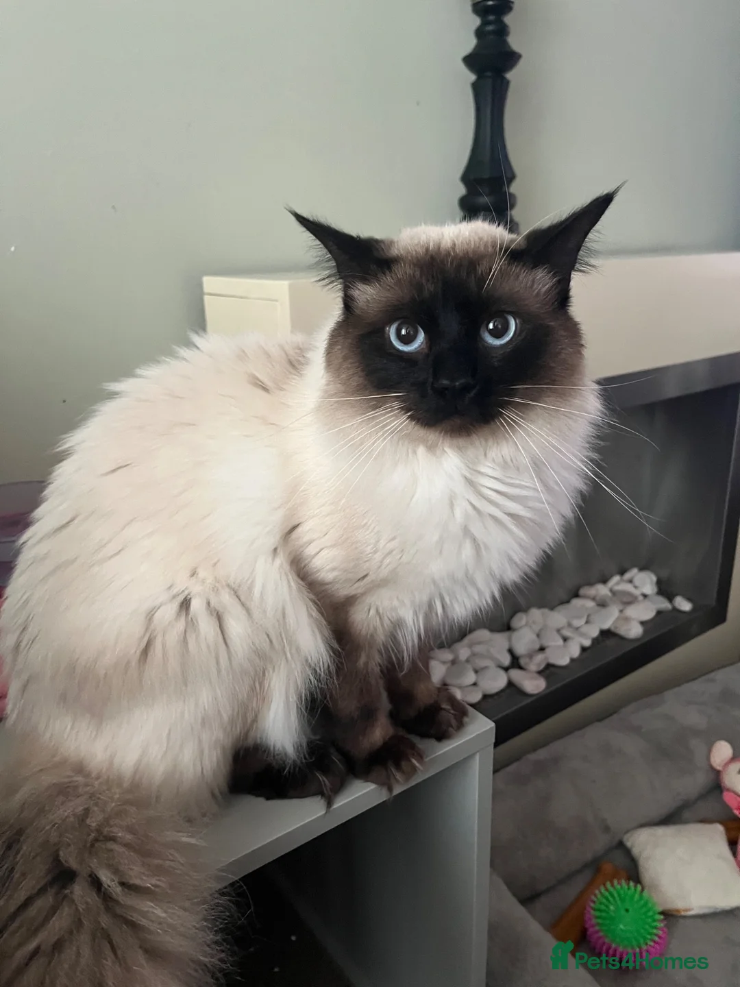 Ragdoll cats for sale: Ragdoll - Advert 1