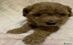 Toy Poodle dogs for sale: Toy poodle puppies - Image 4