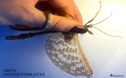 Stick Insects invertebrates for sale: X2 GIANT MACLEAYS SPECTRE HAPPY TO SHIP - Image 3