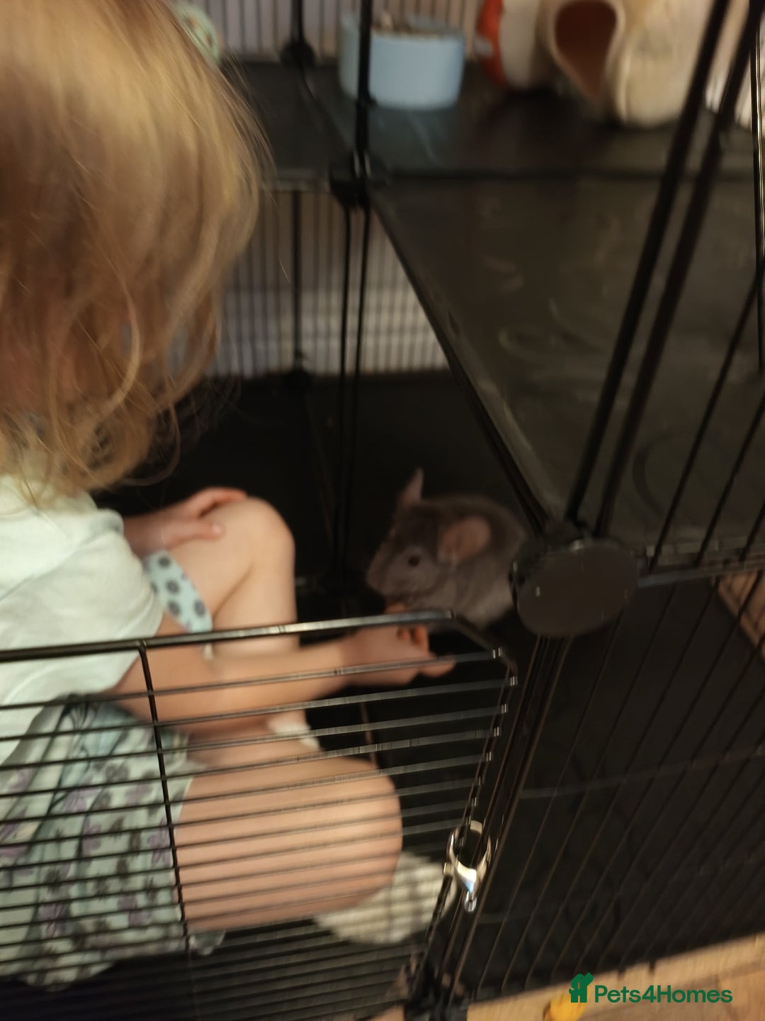 Chinchilla rodents for sale: Chinchila  - Advert 1