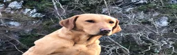 Labrador Retriever dogs for sale: Working Pet Bred; Highly Regarded Labrador Lineage in Alnwick - Advert 8