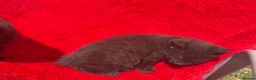 Mixed Breed cats for sale: Farm raised kittens  - Advert 20