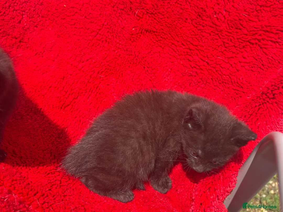 Mixed Breed cats for sale: Farm raised kittens  - Advert 20