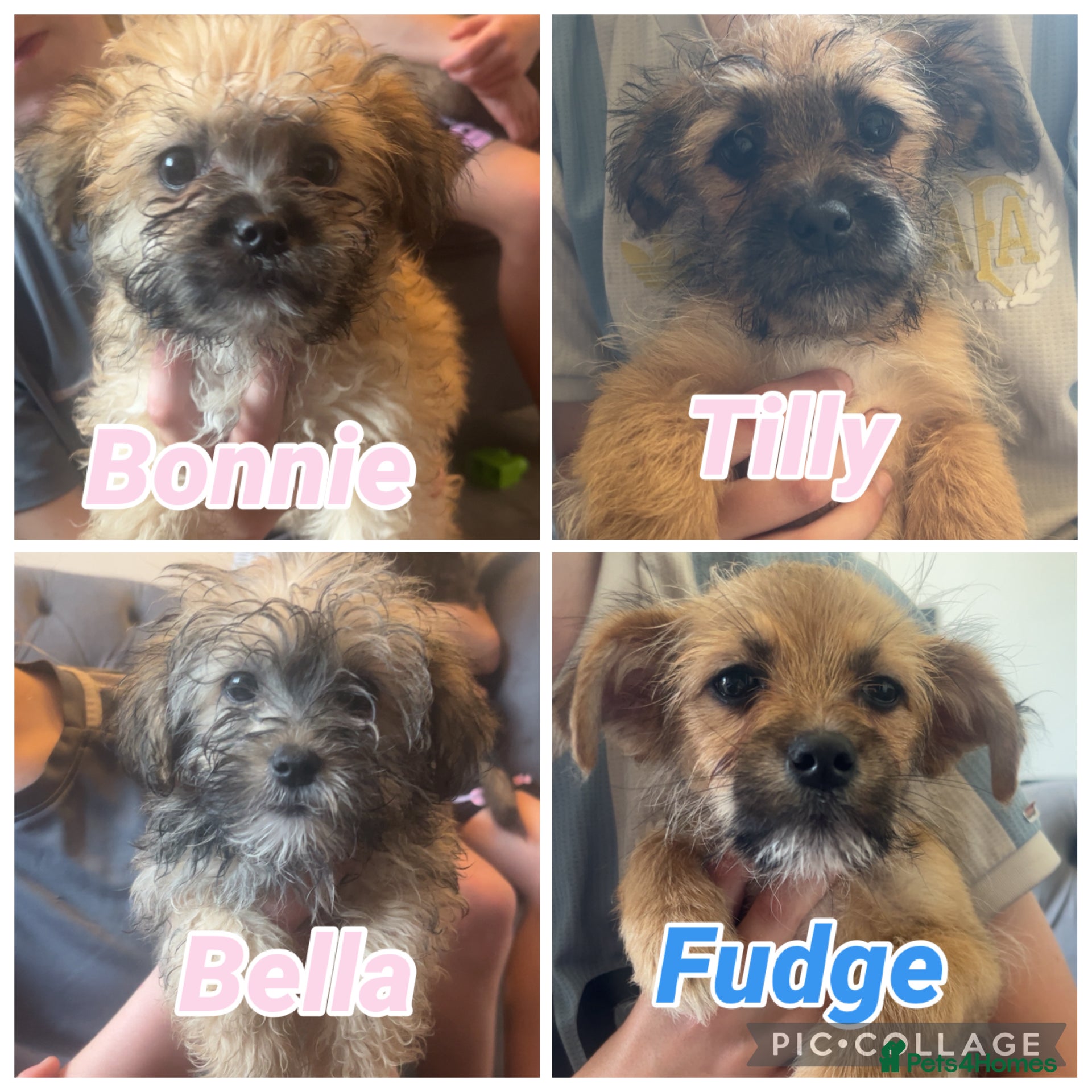 Shihpoo dogs REDUCED 2 fluffy 2 straight haired shihpoos  - Advert 2