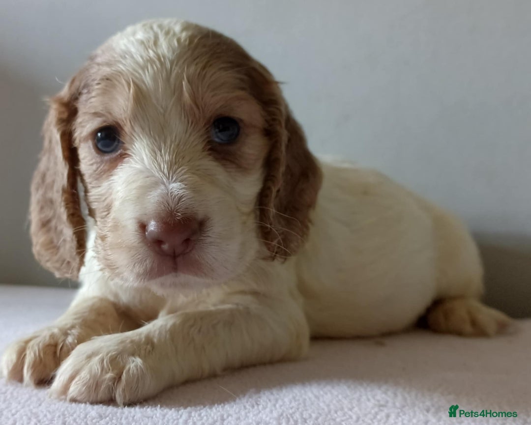 Cocker Spaniel dogs for sale: Cocker spaniel puppies  - Image 7