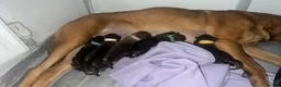 Belgian Shepherd Dog dogs for sale: Beautiful Belgian malinois pups  in Billingham - Advert 3