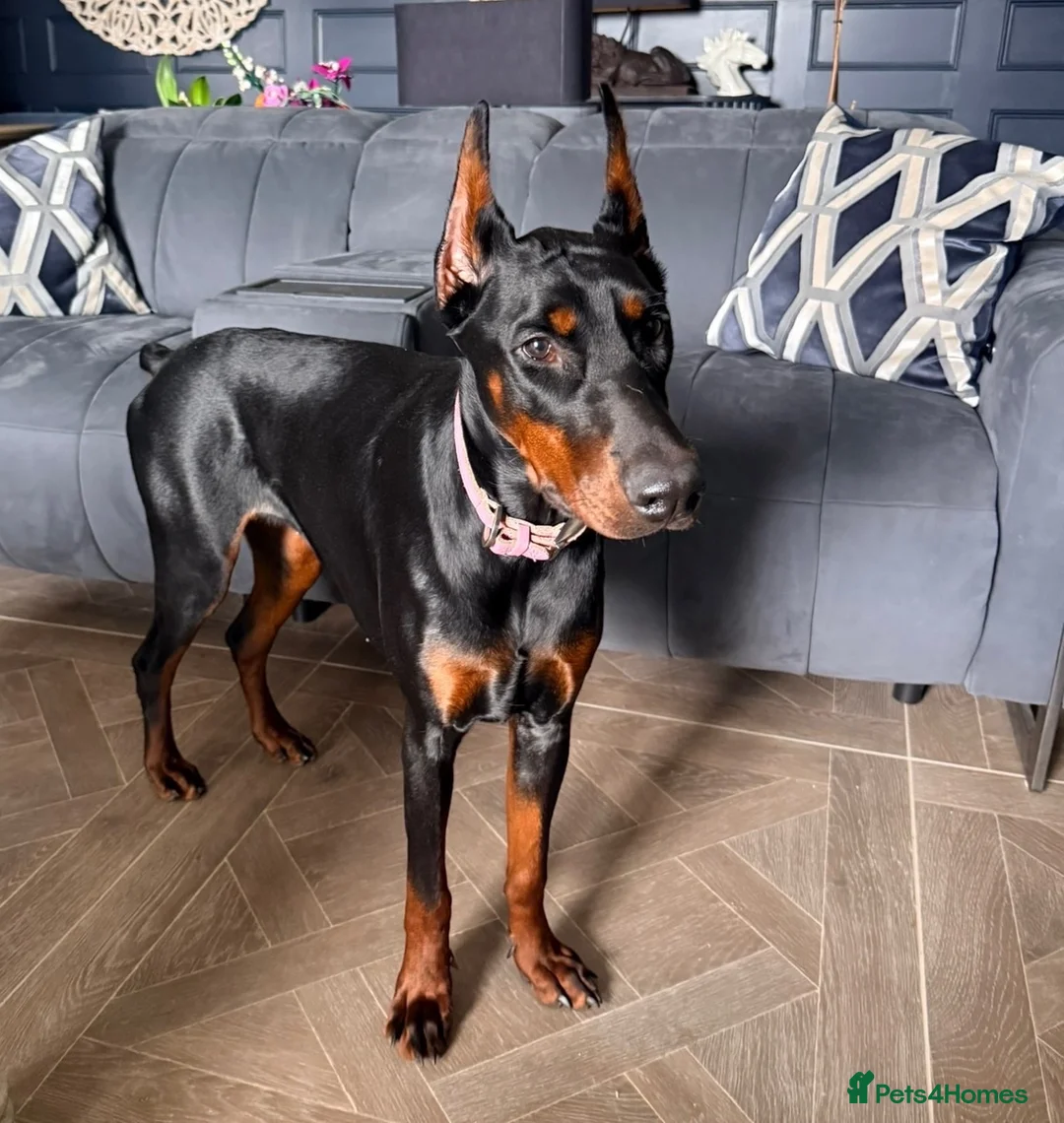 Dobermann dogs for sale: Reluctant but Necessary Sale - Advert 1